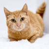 Шикарная Рыжая кошка Мишаня в добрые руки - фото 2