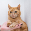 Шикарная Рыжая кошка Мишаня в добрые руки - фото 6
