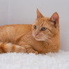 Шикарная Рыжая кошка Мишаня в добрые руки - фото 7