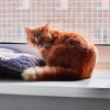Ищет дом красивая рыжая кошечка - фото 5