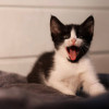 Ищет дом чудесный котенок - фото 3