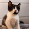 Ищет дом чудесный котенок - фото 4