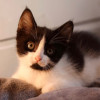 Ищет дом чудесный котенок - фото 5