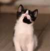 Ищет дом чудесный котенок - фото 6