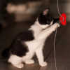 Ищет дом чудесный котенок - фото 7