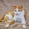 Саня котик 1,5 года ищет дом - фото 5