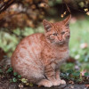 Одам котят в хорошую, добрую семью - фото 3