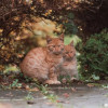 Одам котят в хорошую, добрую семью - фото 5