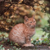 Одам котят в хорошую, добрую семью - фото 7