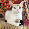 Ласковая и нежная кошечка Снежинка ищет дом - фото 7