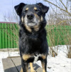 Умный, верный, ласковый пес Жорж ищет дом - фото 4