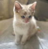 Бесподобные крохи-котята ищут дом - фото 5