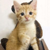Бесподобные крохи-котята ищут дом - фото 6