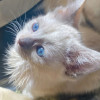 Бесподобные крохи-котята ищут дом - фото 7