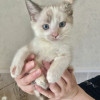 Бесподобные крохи-котята ищут дом - фото 8