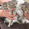 Их должно было смыть ливнем, но мама-кошка решила иначе - фото 1
