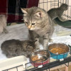 Их должно было смыть ливнем, но мама-кошка решила иначе - фото 2