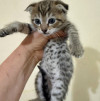 Их должно было смыть ливнем, но мама-кошка решила иначе - фото 6