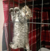 Их должно было смыть ливнем, но мама-кошка решила иначе - фото 7