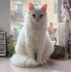 Белый пушистый котик по имени Килл ищет дом - фото 1