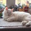 Белый пушистый котик по имени Килл ищет дом - фото 3
