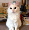 Белый пушистый котик по имени Килл ищет дом - фото 4