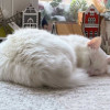 Белый пушистый котик по имени Килл ищет дом - фото 5