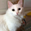 Белый пушистый котик по имени Килл ищет дом - фото 6