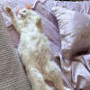Белый пушистый котик по имени Килл ищет дом - фото 8