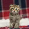 Их должно было смыть ливнем, но мама-кошка решила иначе - фото 5