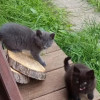 Ищем дом для пяти невероятно красивых котят - фото 2
