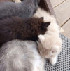 Ищем дом для пяти невероятно красивых котят - фото 3