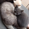 Ищем дом для пяти невероятно красивых котят - фото 5