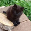 Ищем дом для пяти невероятно красивых котят - фото 6