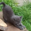 Ищем дом для пяти невероятно красивых котят - фото 7