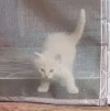Ищем дом для пяти невероятно красивых котят - фото 8