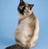 Добрейшая кошечка Сима, близкий метис тайской кошки ищет дом - фото 7