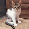 Милые, ласковые котята Марсик и Темочка в добрые руки - фото 5