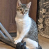 Милые, ласковые котята Марсик и Темочка в добрые руки - фото 9