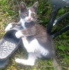 Артур, маленький серый котенок, очень хочет домой - фото 4