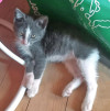 Артур, маленький серый котенок, очень хочет домой - фото 7