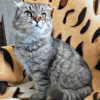 Надоевшая игрушка, шотландская кошечка Луша ищет дом - фото 2