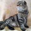 Надоевшая игрушка, шотландская кошечка Луша ищет дом - фото 7