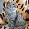 Надоевшая игрушка, шотландская кошечка Луша ищет дом - фото 8
