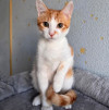 Тоша, маленький персиковый котенок, ждёт своего человека - фото 1