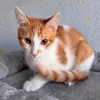 Тоша, маленький персиковый котенок, ждёт своего человека - фото 5