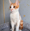 Тоша, маленький персиковый котенок, ждёт своего человека - фото 8