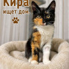 Трогательные и нежные котята Мурочка и Кира в добрые руки - фото 3