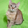 Трогательные и нежные котята Мурочка и Кира в добрые руки - фото 6