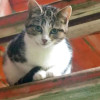 Очень нужен дом для двух котят,замерзающих на дачах - фото 2